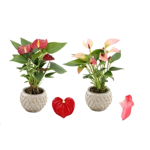 Anthurium 6 cm 2 color mix in Marrakesh ceramics