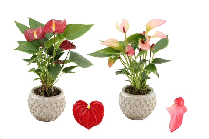 <h4>Anthurium 6 cm 2 color mix in Marrakesh ceramics</h4>