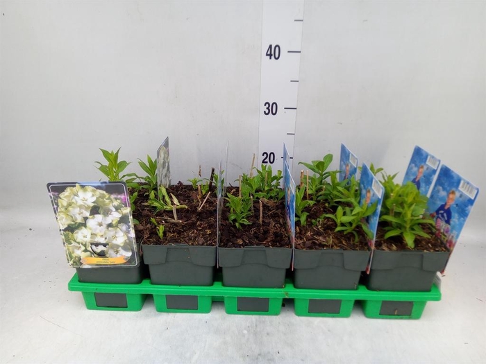 <h4>Phlox panic.   ...</h4>