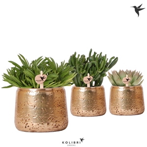 Kolibri Greens Succulenten mix in Luxury pot gold