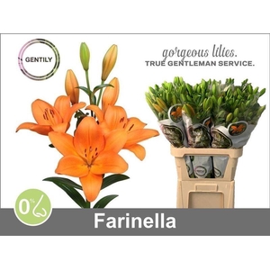 LI LA FARINELLA