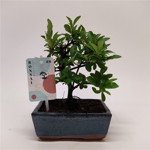 Pyracantha Bonsai Traditional 15 cm