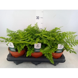 Asplenium  'Parvati'