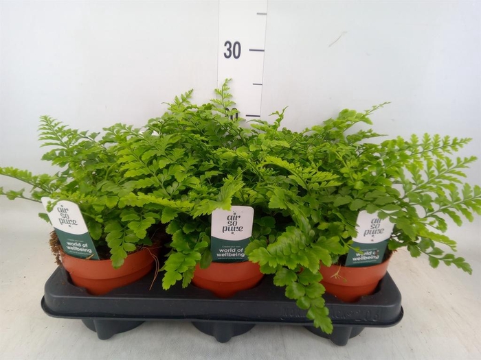 <h4>Asplenium  'Parvati'</h4>