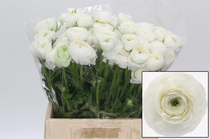 <h4>RAN EL WHITE</h4>