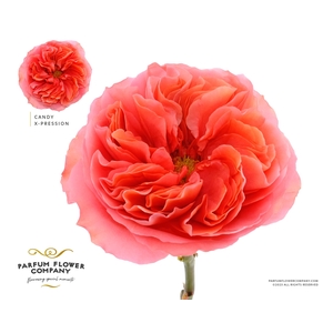 Rosa Garden Candy Xpression