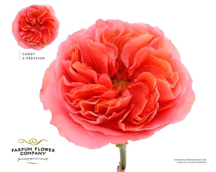 Rosa Garden Candy Xpression