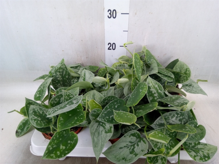 <h4>Scindapsus pictus 'Silvery Ann'</h4>