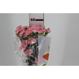 CRAVO SPRAY NIRVANA 060 CM