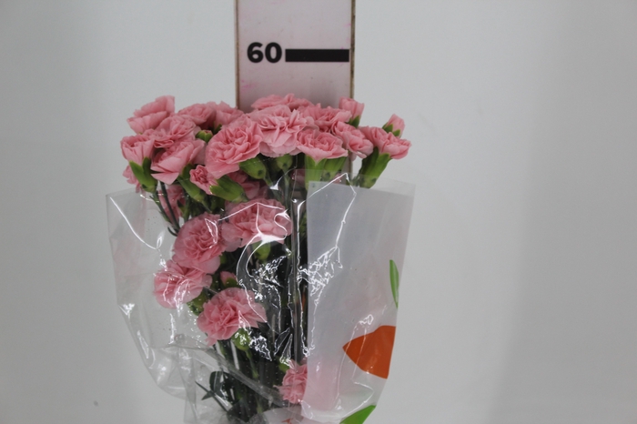 <h4>CRAVO SPRAY NIRVANA 060 CM</h4>