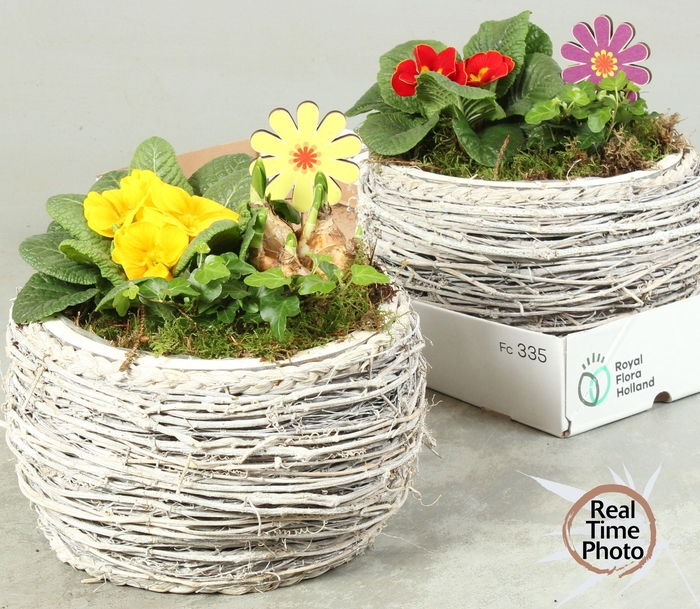 <h4>ARR TUINPLANTEN</h4>