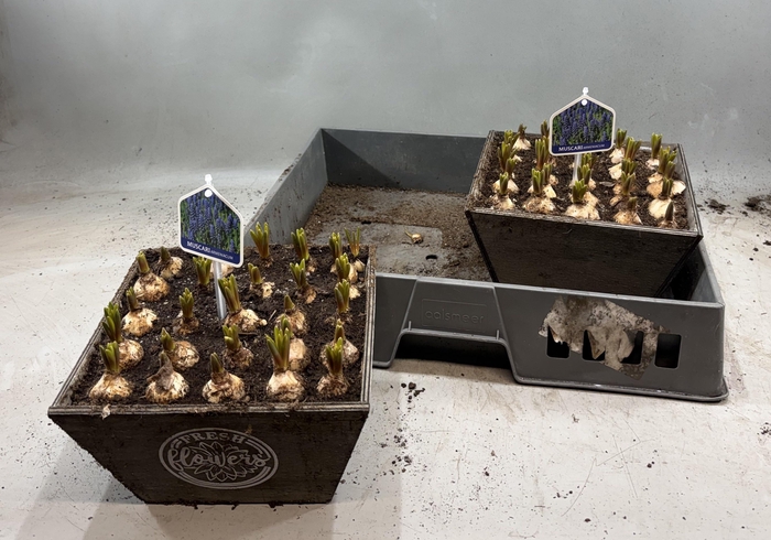 <h4>ARR MUSCARI</h4>