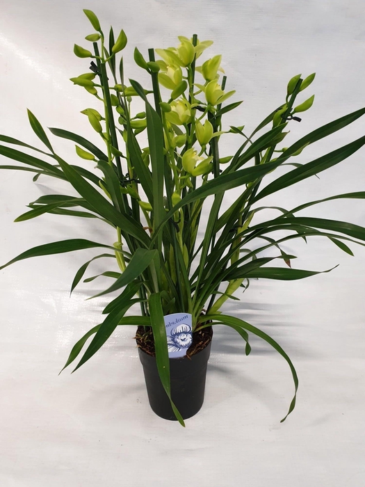 <h4>3/4 tak Green arrow</h4>