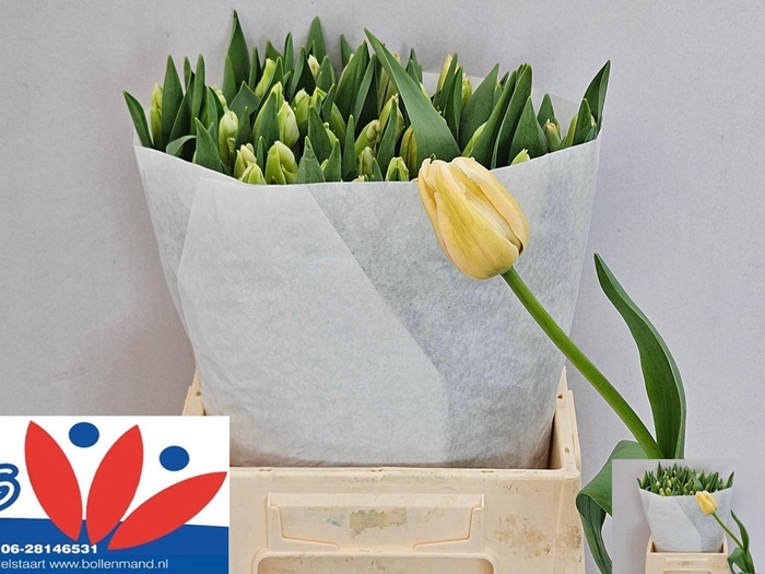 <h4>TU EN MAUREEN</h4>