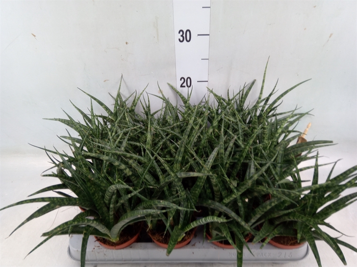 <h4>Sansevieria  'Fernwood'</h4>