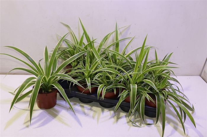 <h4>arr8 Chlor Comosum</h4>