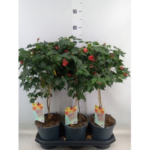 Abutilon   ...