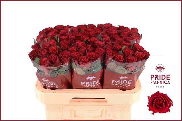 <h4>R GR RED TACAZZI+</h4>