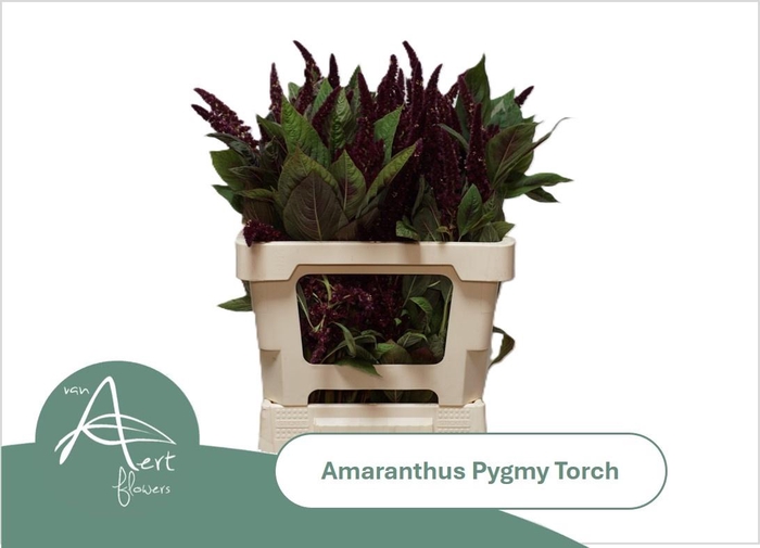 <h4>AMAR HY PYGMY TORCH</h4>