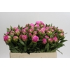 Paeonia Dr A Fleming