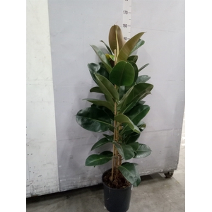 Ficus elastica 'Robusta'