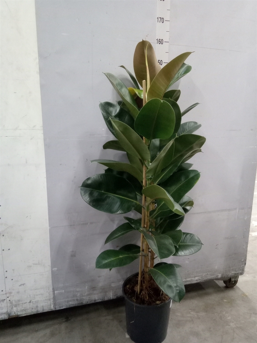 <h4>Ficus elastica 'Robusta'</h4>