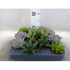 Succulents   ...mix 6