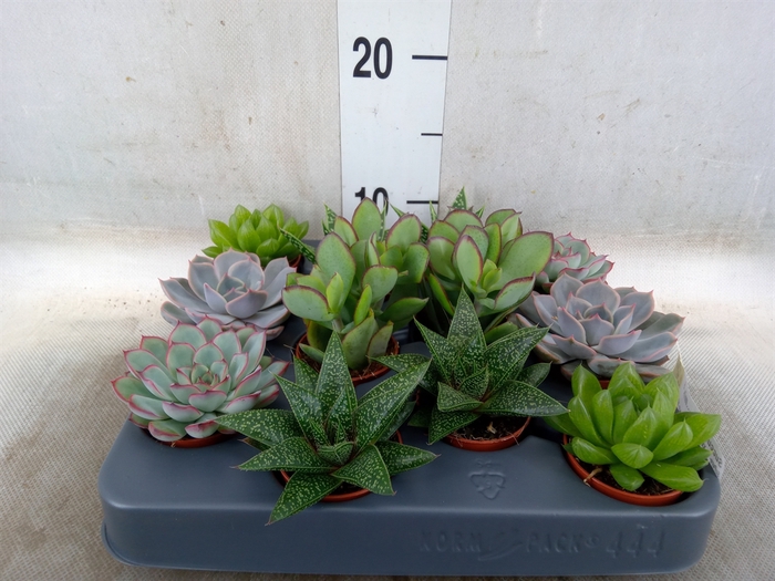 <h4>Succulents   ...mix 6</h4>