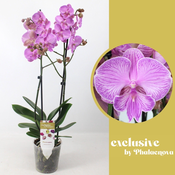 <h4>PHAL OV ROZE</h4>