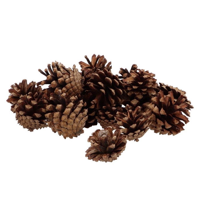 <h4>Nature Silvester Naturel Bag 1kg</h4>