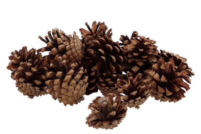 Nature Silvester Naturel Bag 1kg 2027