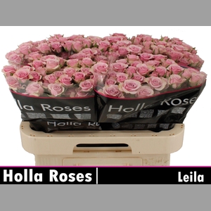 R TR LEILA
