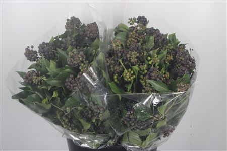 <h4>Hedera Berry Per Bunch</h4>