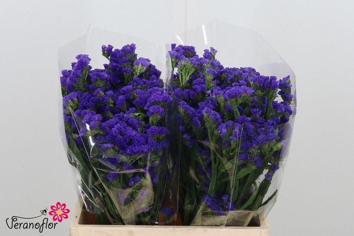 <h4>LIM S CRYST DARK BLU</h4>