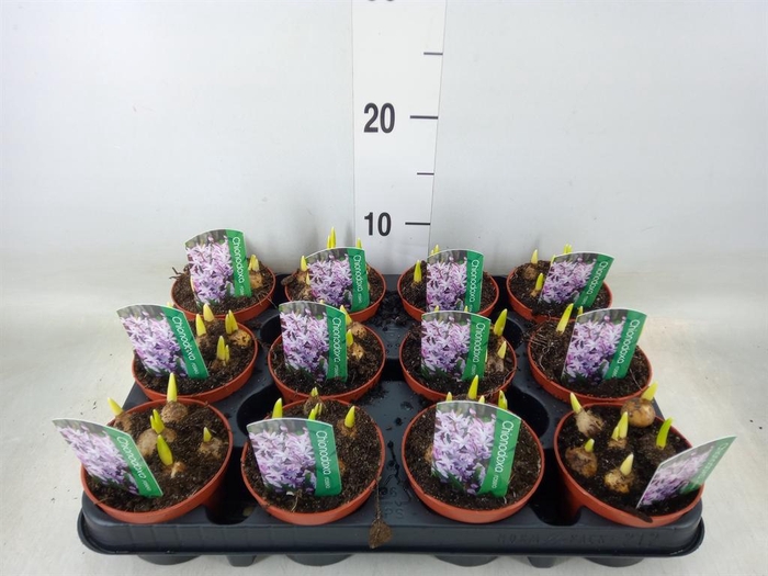 <h4>Chionodoxa   ...</h4>