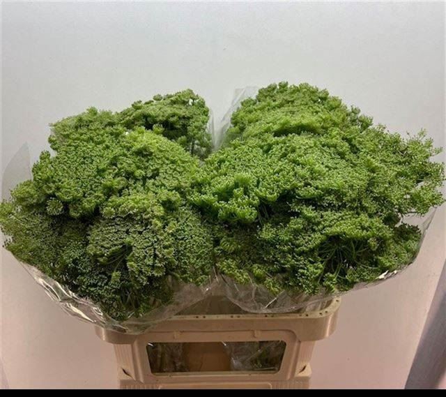 <h4>AMMI MAJUS</h4>