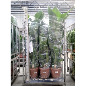 Strelitzia nicolai