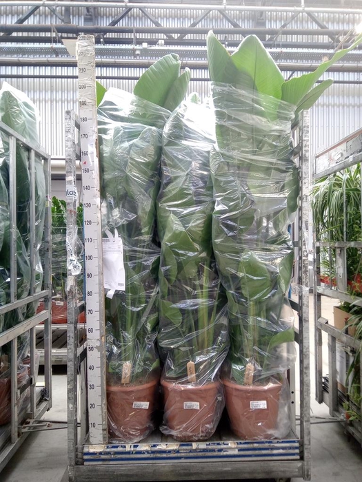 <h4>Strelitzia nicolai</h4>
