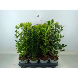 Euonymus japon.   ...mix