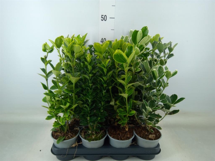 <h4>Euonymus japon.   ...mix</h4>