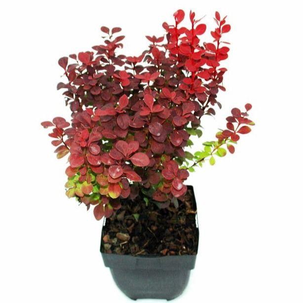 <h4>Berberis thunbergii 'Orange Rocket'® P17</h4>