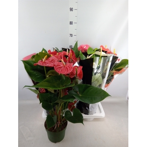 Anthurium   ...mix