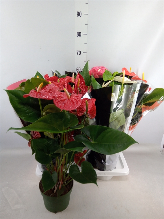 <h4>Anthurium   ...mix</h4>