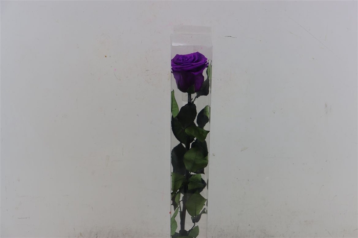 <h4>Ro Pres Stem Lila</h4>