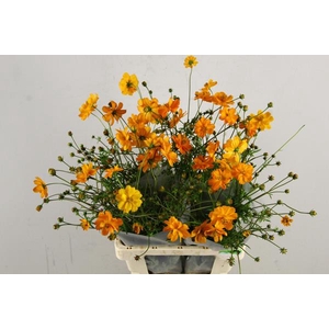 Cosmos Bipinnatus Orange Bio