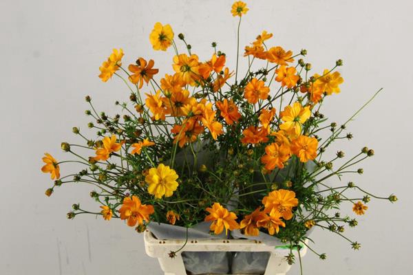 <h4>Cosmos Bipinnatus Orange Bio</h4>