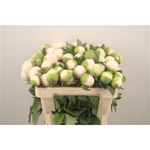 Paeo L Col Owen Cousin