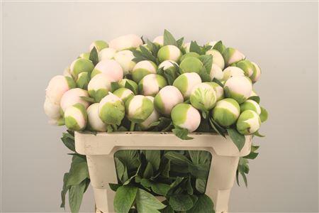 <h4>Paeo L Col Owen Cousin</h4>