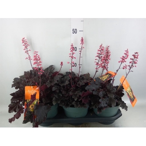 HEUCHERA   ... HEUCHERA 'INDIAN SUM
