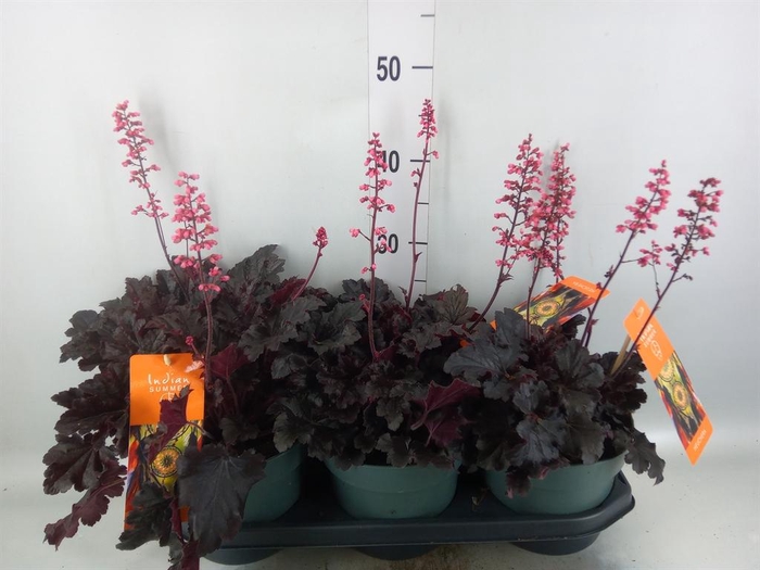 <h4>HEUCHERA   ... HEUCHERA 'INDIAN SUM</h4>